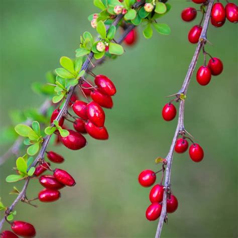 burberry frutas|are berberis berries poisonous.